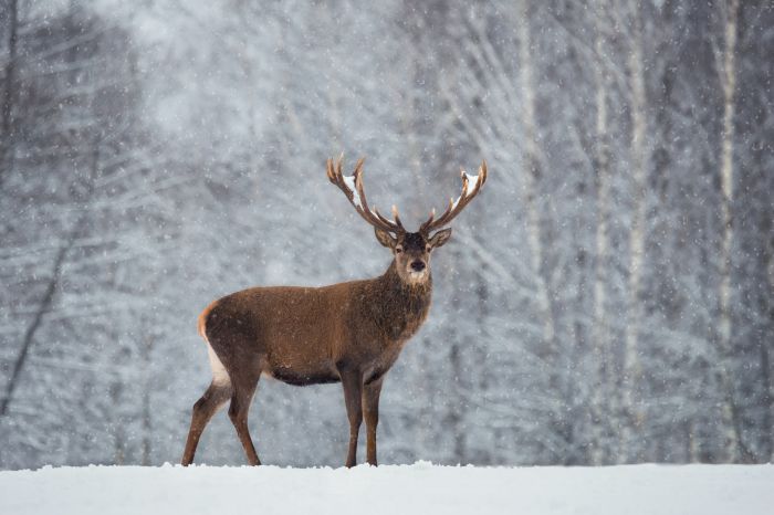 Питомники и экофермы