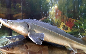 Balık çiftliği "Canlı Mersin Balığı"